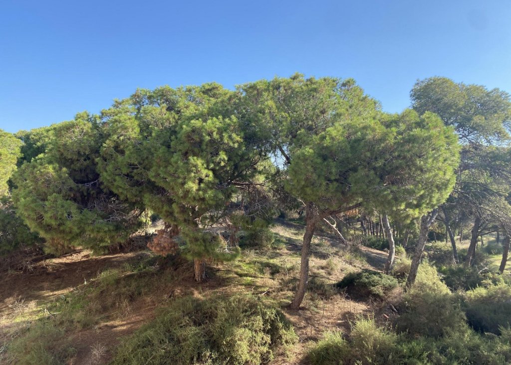 New Build - Apartment - Flat - Guardamar del Segura - Centro
