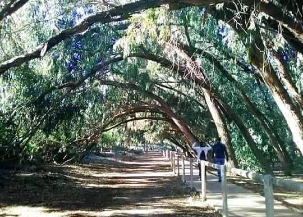 Nieuwbouw - Bungalow - Torrevieja - Altos del Sol
