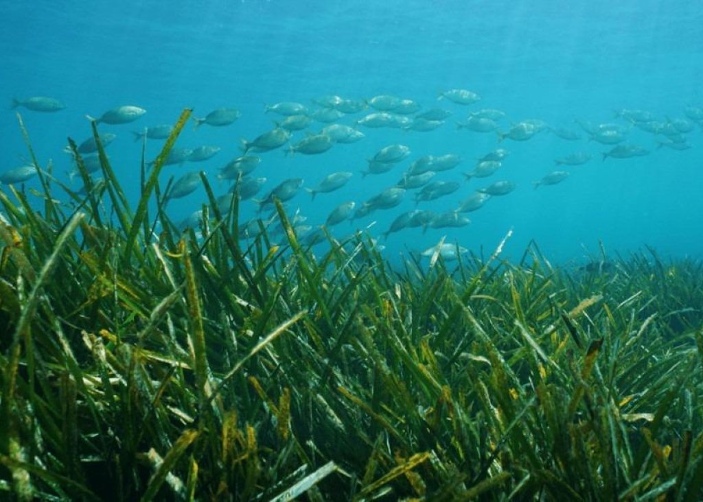 Obra Nueva - Chalet - Benissa - Racó Del Galeno