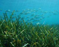 Obra Nueva - Chalet - Benissa - Racó Del Galeno