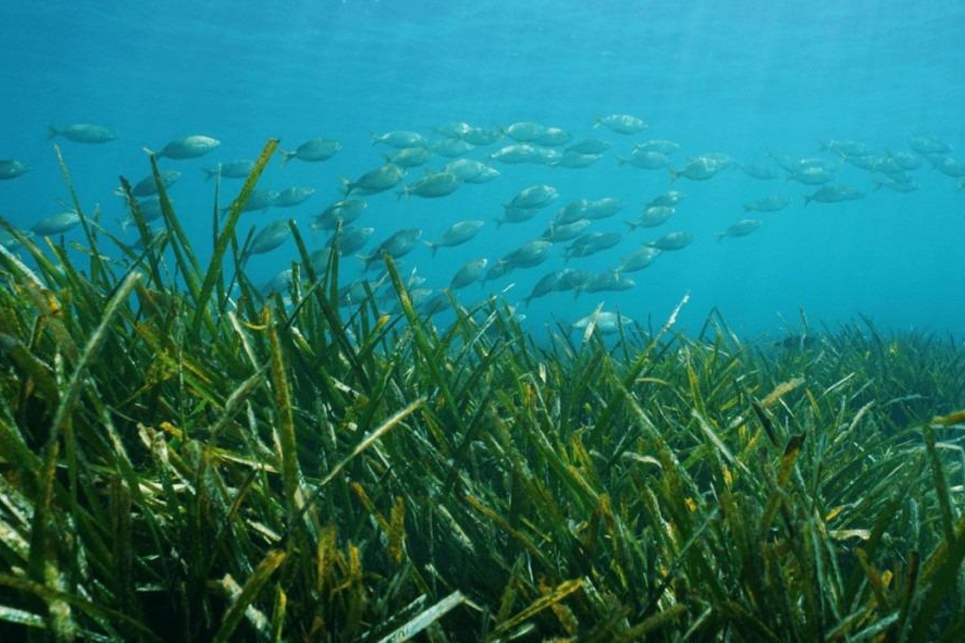 Obra Nueva - Chalet - Benissa - Racó Del Galeno