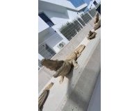 Sale - Villa - Orihuela - Entre Naranjos Vistabella Golf