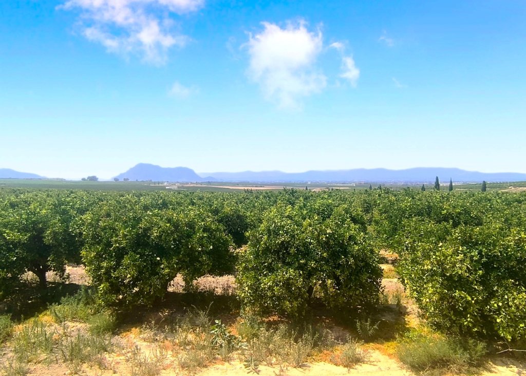 Venta - Apartment - Flat - Algorfa