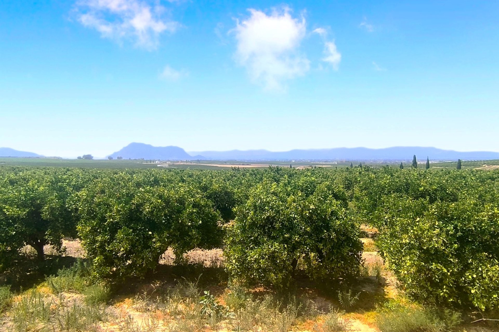 Venta - Apartment - Flat - Algorfa
