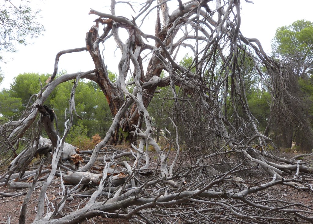 Venta - Finca / Country Property - Ibi - Ibi - Country