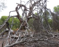 Venta - Finca / Country Property - Ibi - Ibi - Country