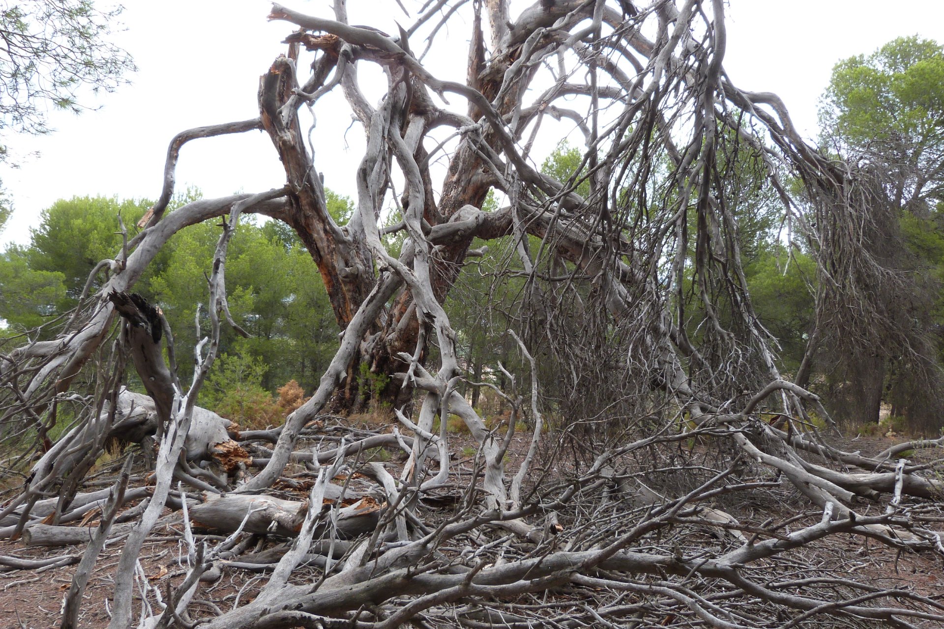 Venta - Finca / Country Property - Ibi - Ibi - Country