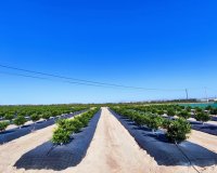 Venta - Finca / Country Property - San Miguel de Salinas