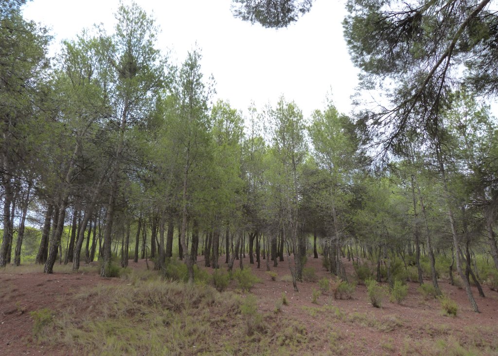 Verkoop - Finca / Country Property - Ibi - Ibi - Country