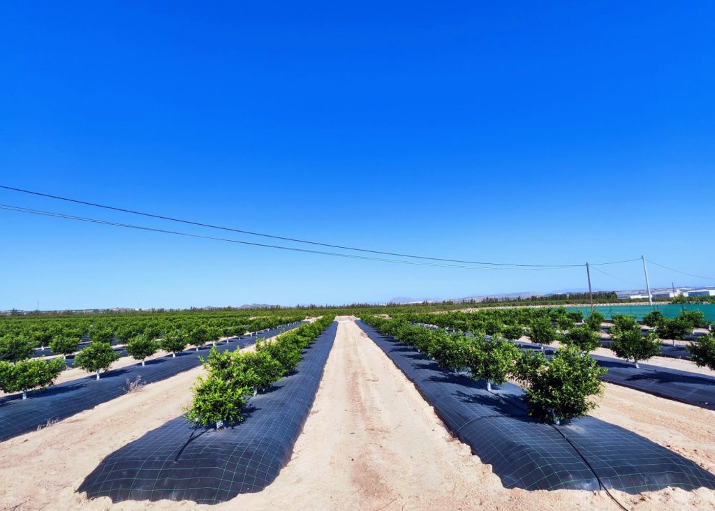 Verkoop - Finca / Country Property - San Miguel de Salinas